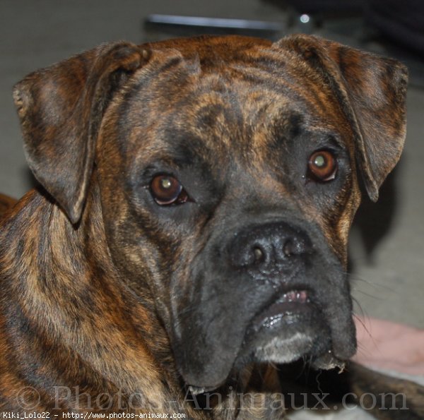 Photo de Boxer