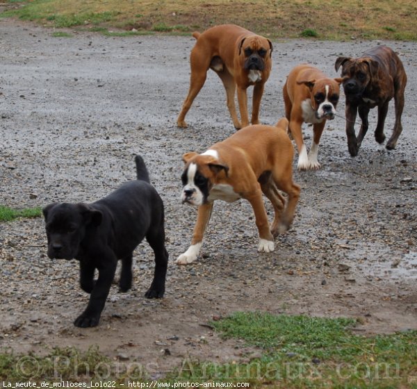 Photo de Races diffrentes