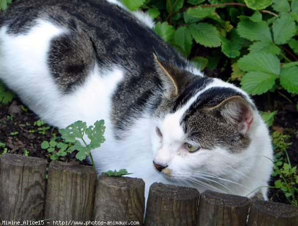 Photo de Chat domestique