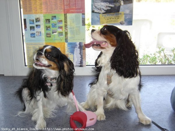 Photo de Cavalier king charles spaniel