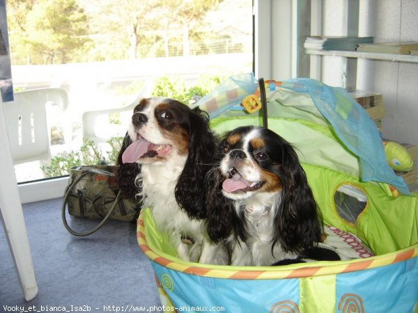 Photo de Cavalier king charles spaniel