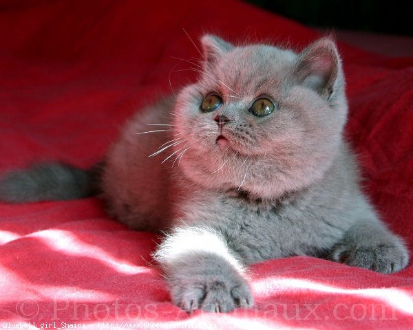 Photo de British shorthair