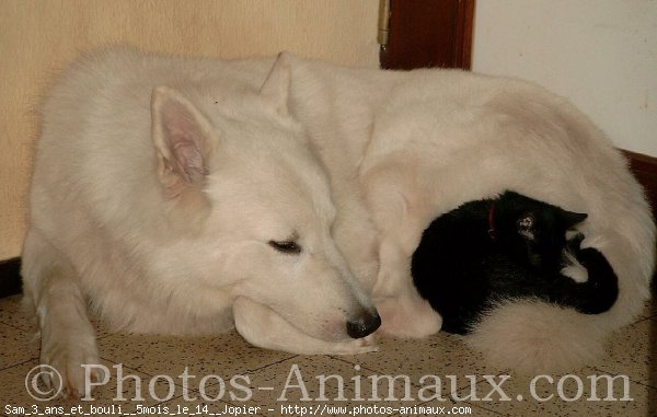 Photo de Berger blanc suisse