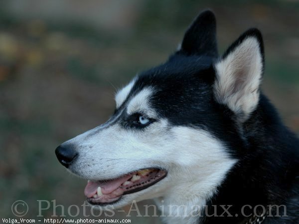 Photo de Husky siberien