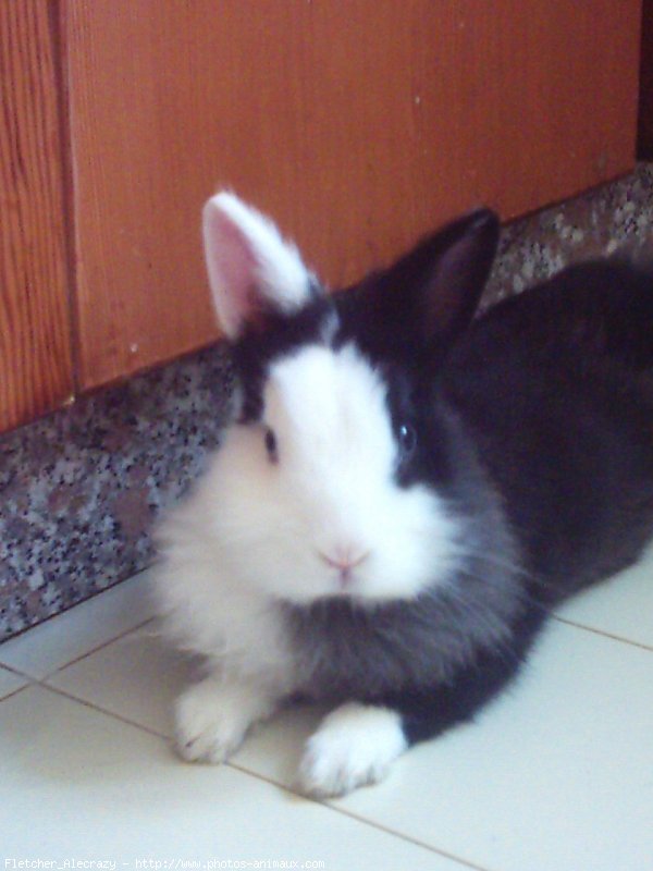 Photo de Lapin