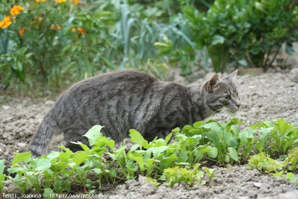 Photo de Chat domestique