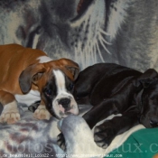 Photo de Boxer