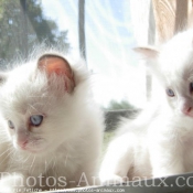 Photo de Ragdoll