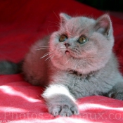 Photo de British shorthair