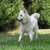 Photo de Berger blanc suisse