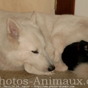 Photo de Berger blanc suisse