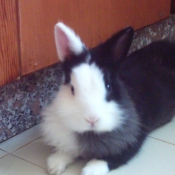 Photo de Lapin