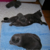 Photo de Chartreux