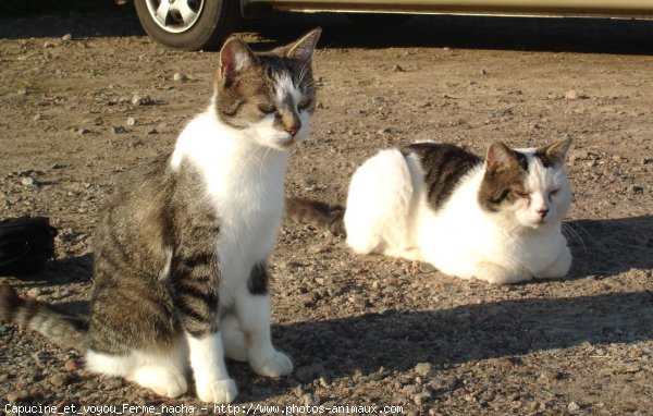 Photo de Chat domestique