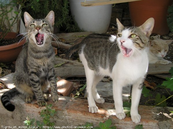 Photo de Chat domestique