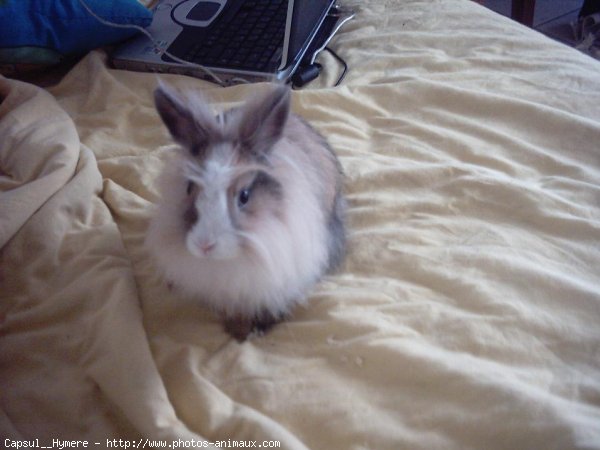 Photo de Lapin