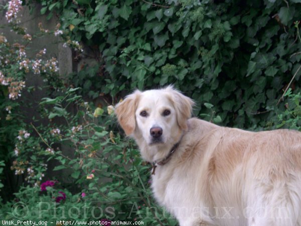 Photo de Golden retriever