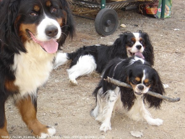 Photo de Races diffrentes