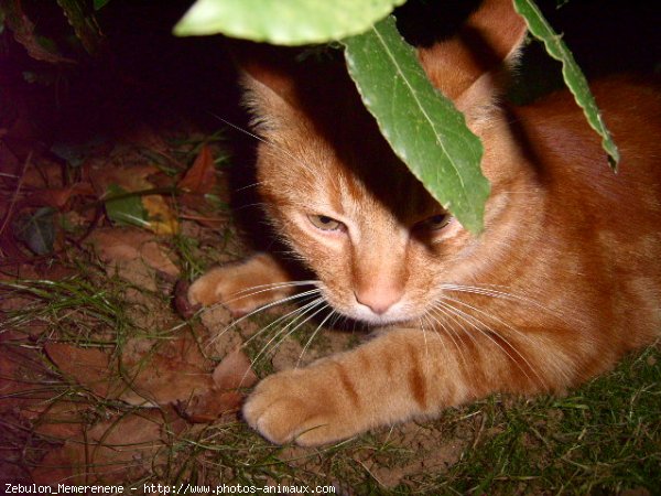 Photo de Chat domestique