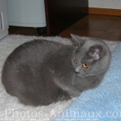 Photo de Chartreux