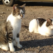 Photo de Chat domestique