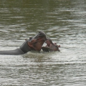 Photo de Hippopotame