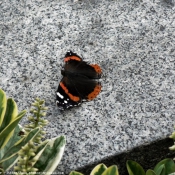 Photo de Papillon