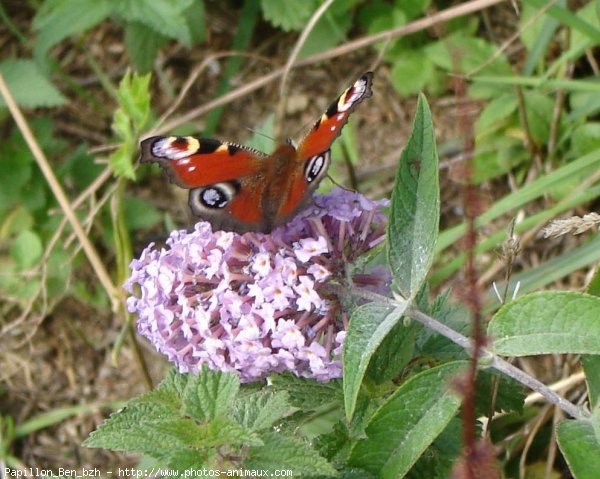 Photo de Papillon