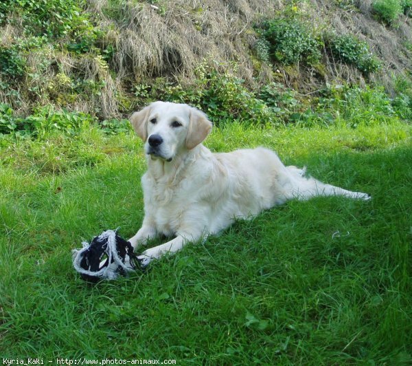 Photo de Golden retriever