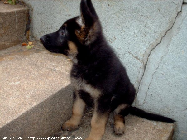 Photo de Berger allemand  poil court