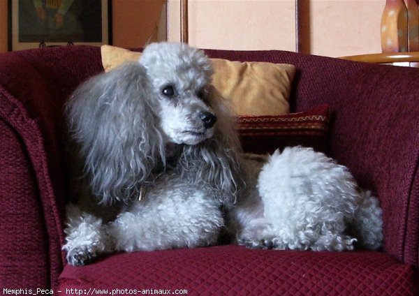 Photo de Caniche moyen