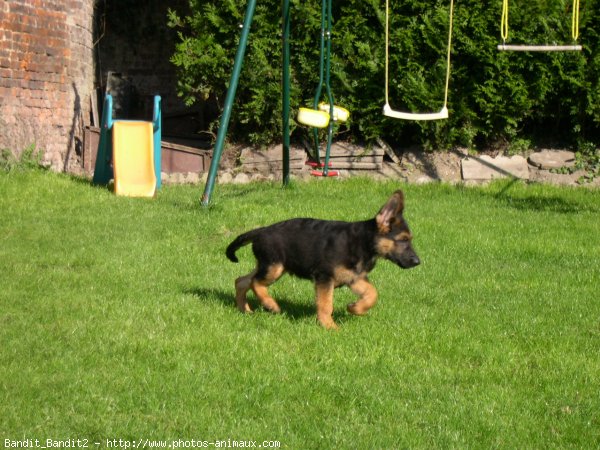 Photo de Berger allemand  poil court