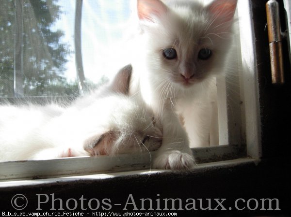 Photo de Ragdoll