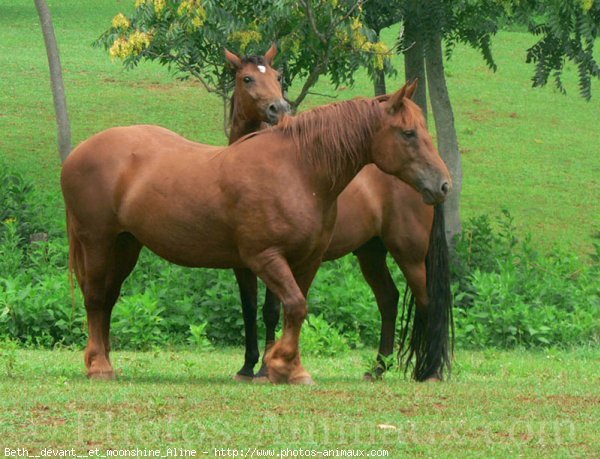 Photo de Races diffrentes