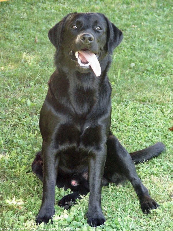 Photo de Labrador retriever