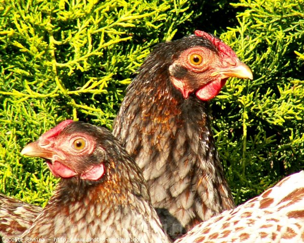 Photo de Poule