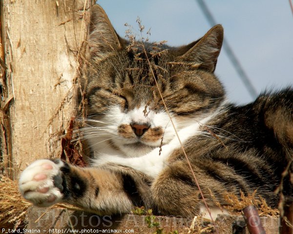 Photo de Chat domestique