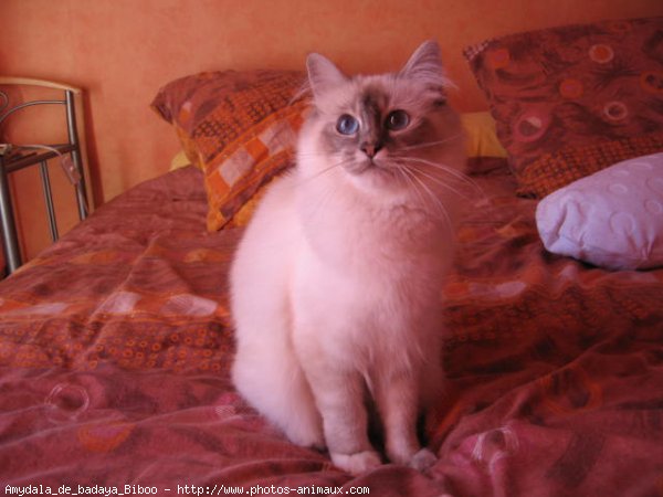 Photo de Sacr de birmanie