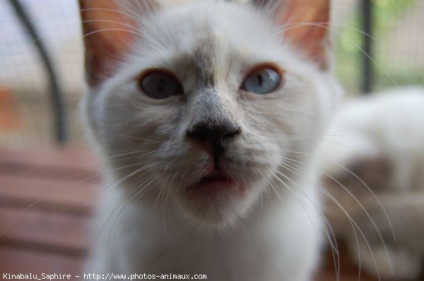 Photo de Sacr de birmanie