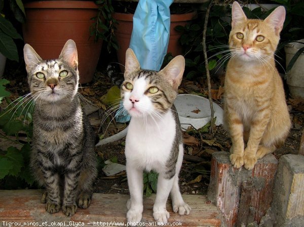 Photo de Chat domestique