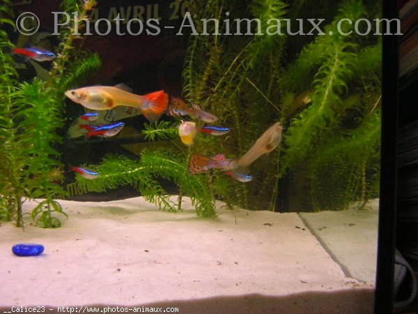 Photo de Poissons exotiques