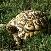 Photo de Tortue