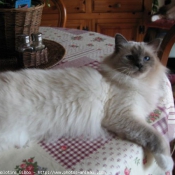 Photo de Sacr de birmanie