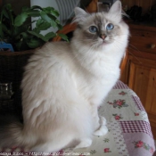 Photo de Sacr de birmanie