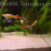 Photo de Poissons exotiques