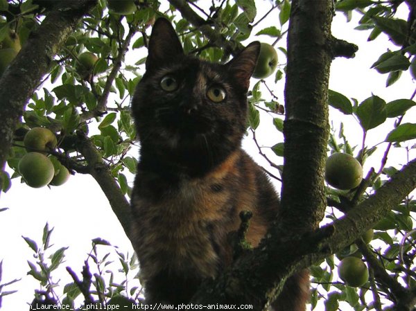 Photo de Chat domestique