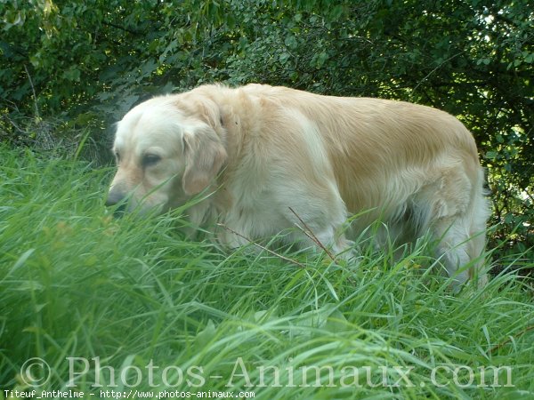 Photo de Golden retriever