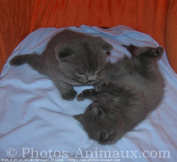 Photo de Chartreux