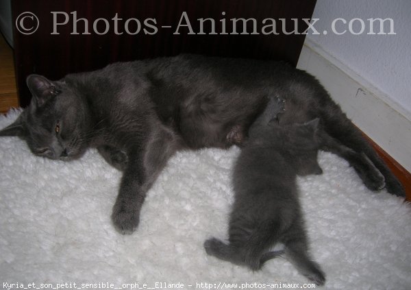 Photo de Chartreux