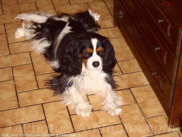 Photo de Cavalier king charles spaniel